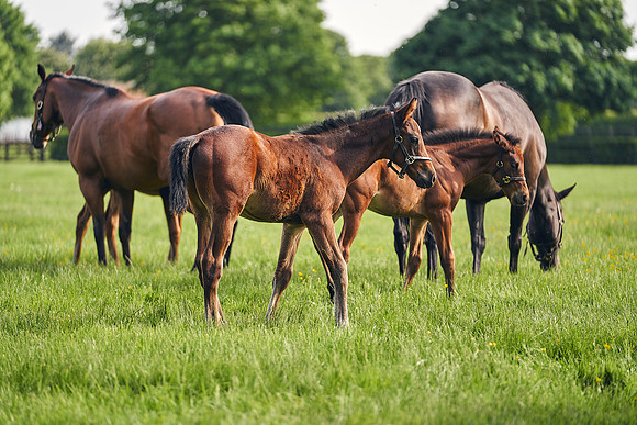 The-National-Stud-Dominic-James_DJ_5724