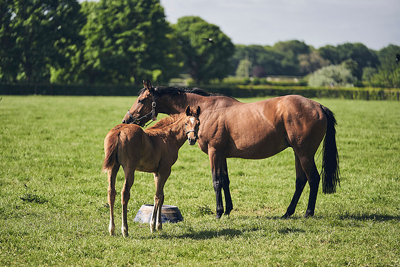 The-National-Stud-Dominic-James_DJ_3419