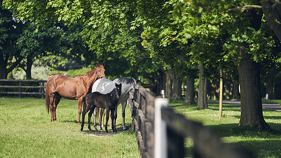 The-National-Stud-Dominic-James_DJ_3425