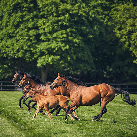 The-National-Stud-Dominic-James_DJ_5404 1