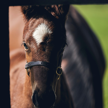 The-National-Stud-Dominic-James_DJ_3448