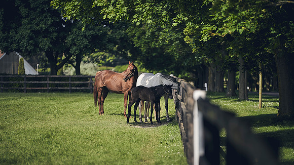 The-National-Stud-Dominic-James_DJ_3422