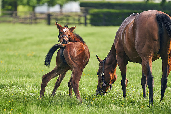 The-National-Stud-Dominic-James_DJ_5750