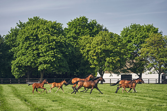 The-National-Stud-Dominic-James_DJ_5454