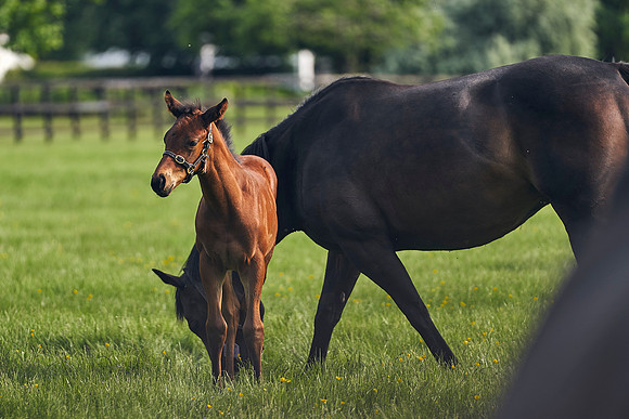 The-National-Stud-Dominic-James_DJ_5636