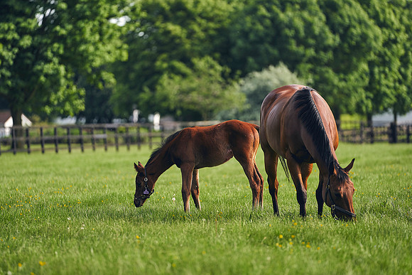 The-National-Stud-Dominic-James_DJ_5572