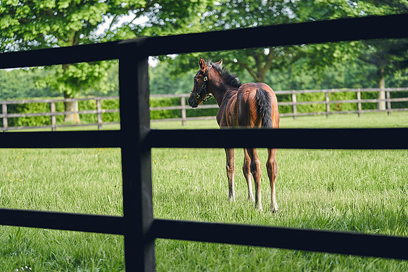 The-National-Stud-Dominic-James_DJ_5709
