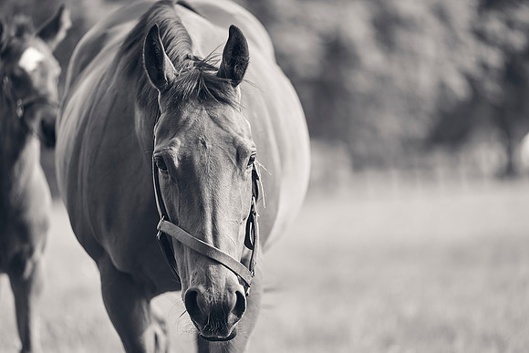 The-National-Stud-Dominic-James_DJ_5616