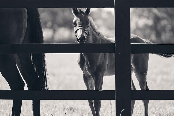 The-National-Stud-Dominic-James_DJ_3466
