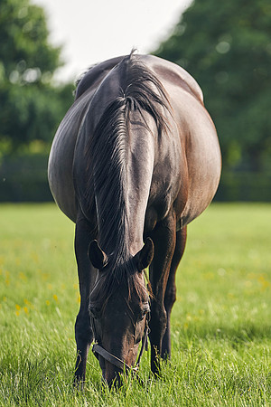 The-National-Stud-Dominic-James_DJ_5613