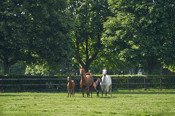 The-National-Stud-Dominic-James_DJ_5366