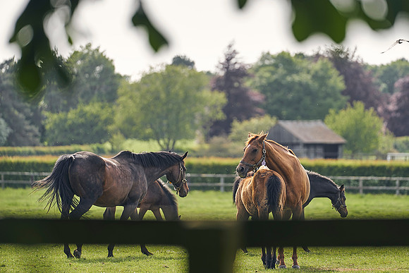 The-National-Stud-Dominic-James_DJ_5497
