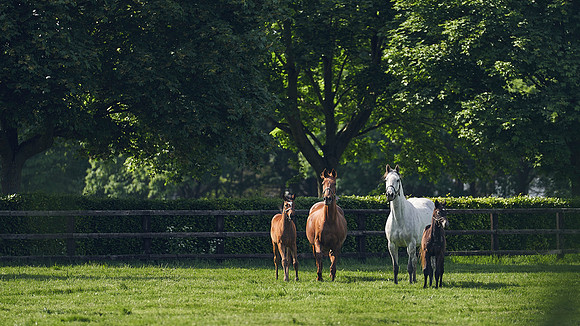 The-National-Stud-Dominic-James_DJ_5350