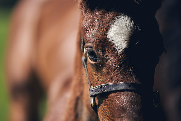 The-National-Stud-Dominic-James_DJ_3456