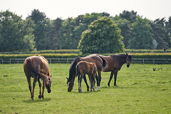 The-National-Stud-Dominic-James_DJ_5518