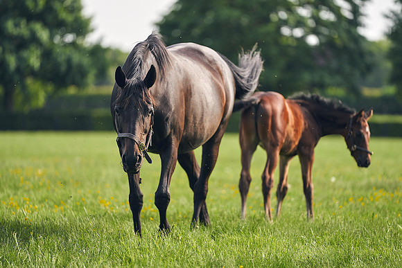 The-National-Stud-Dominic-James_DJ_5593
