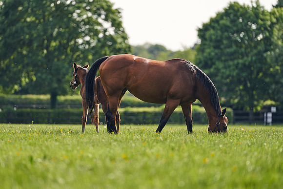 The-National-Stud-Dominic-James_DJ_5547