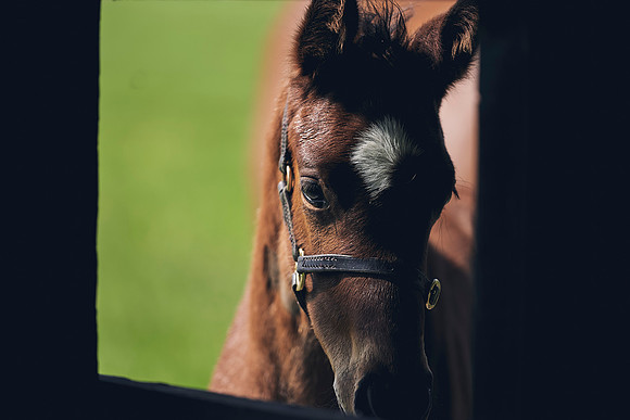 The-National-Stud-Dominic-James_DJ_3452