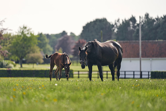 The-National-Stud-Dominic-James_DJ_5541