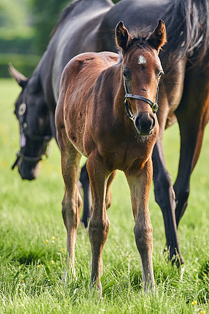 The-National-Stud-Dominic-James_DJ_5741