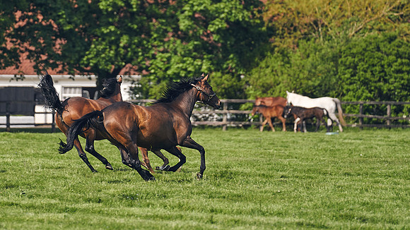 The-National-Stud-Dominic-James_DJ_5460