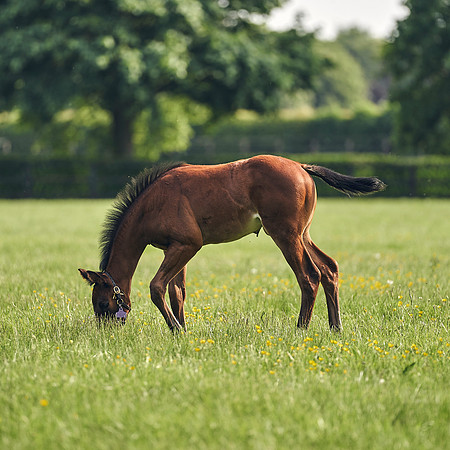 The-National-Stud-Dominic-James_DJ_5574