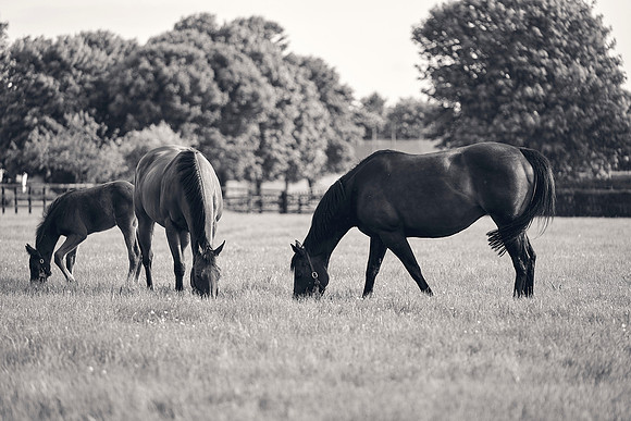 The-National-Stud-Dominic-James_DJ_5569