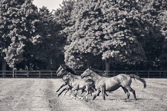 The-National-Stud-Dominic-James_DJ_5406