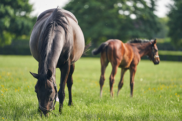 The-National-Stud-Dominic-James_DJ_5604