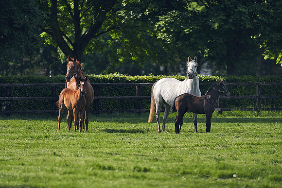 The-National-Stud-Dominic-James_DJ_5359