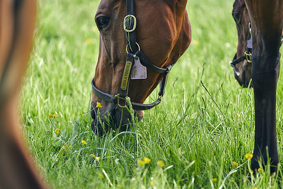 The-National-Stud-Dominic-James_DJ_5680