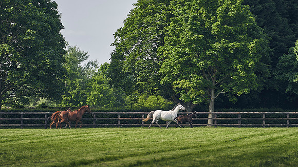 The-National-Stud-Dominic-James_DJ_5303