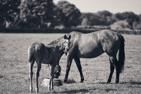 The-National-Stud-Dominic-James_DJ_3421