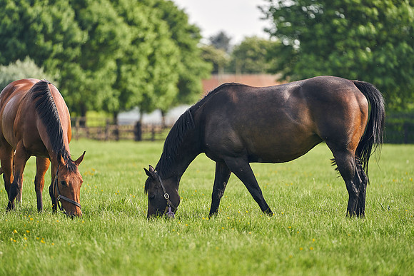 The-National-Stud-Dominic-James_DJ_5566