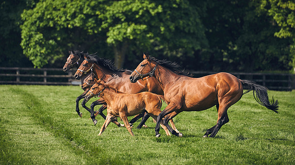 The-National-Stud-Dominic-James_DJ_5404