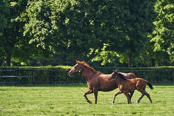 The-National-Stud-Dominic-James_DJ_5477