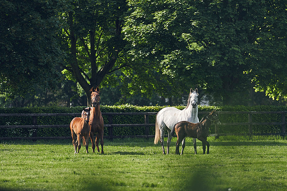 The-National-Stud-Dominic-James_DJ_5354