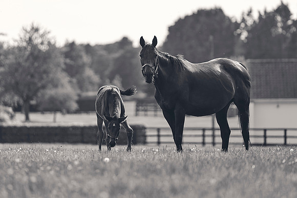 The-National-Stud-Dominic-James_DJ_5551