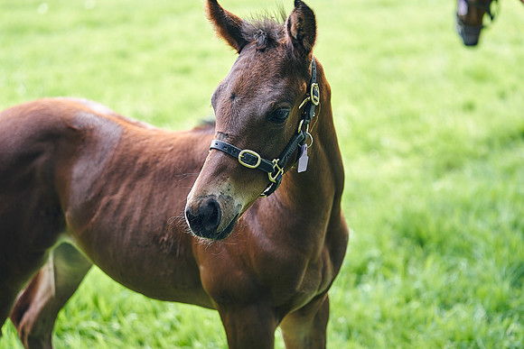 The-National-Stud-Dominic-James_DJ_5665