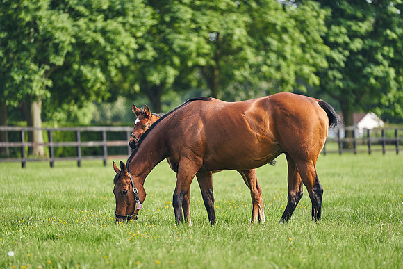 The-National-Stud-Dominic-James_DJ_5591