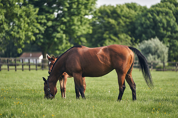 The-National-Stud-Dominic-James_DJ_5582