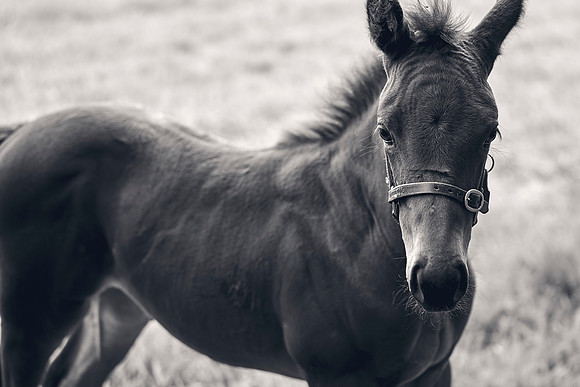 The-National-Stud-Dominic-James_DJ_5667