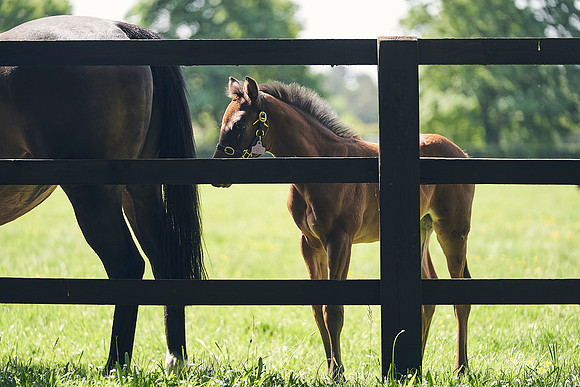 The-National-Stud-Dominic-James_DJ_3468