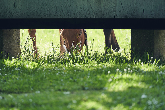 The-National-Stud-Dominic-James_DJ_3470