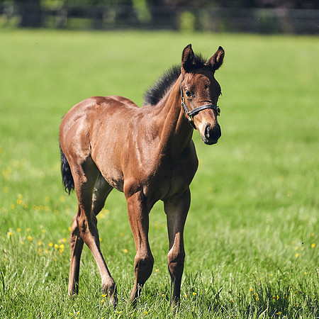 The-National-Stud-Dominic-James_DJ_3445