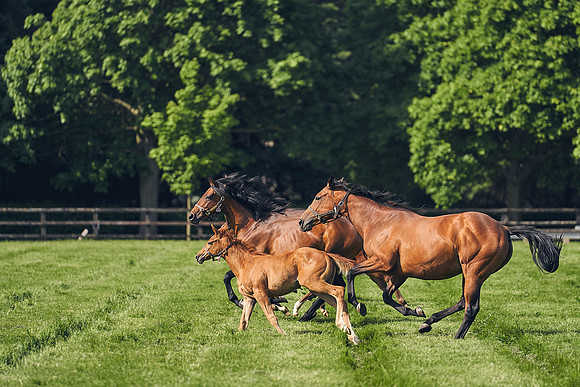 The-National-Stud-Dominic-James_DJ_5409