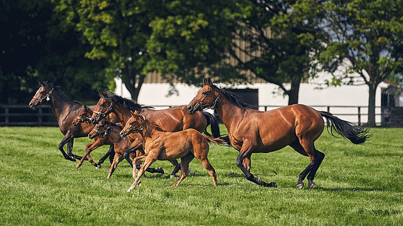 The-National-Stud-Dominic-James_DJ_5398
