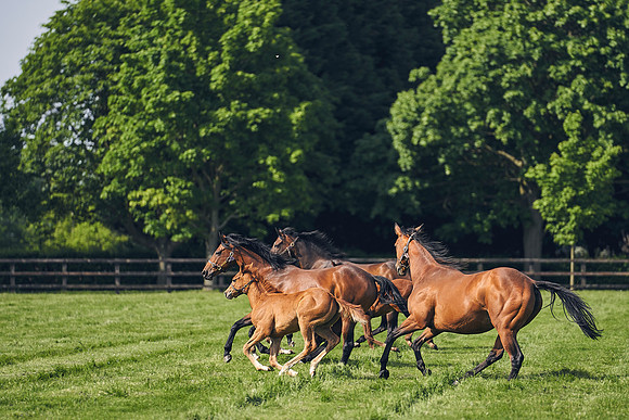 The-National-Stud-Dominic-James_DJ_5415