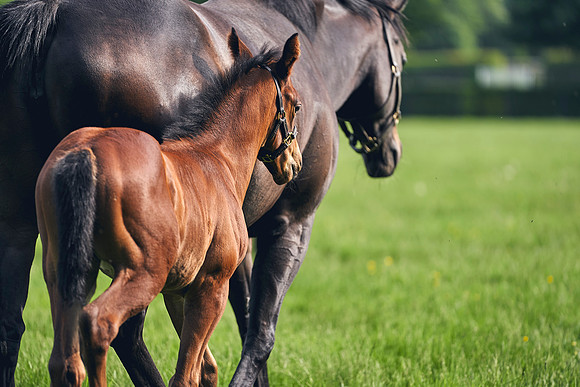 The-National-Stud-Dominic-James_DJ_5712