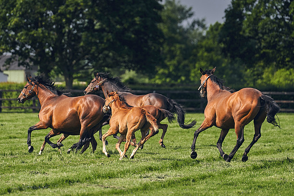 The-National-Stud-Dominic-James_DJ_5425